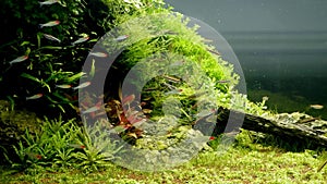 Healthy plants oxygenate iwagui Amano style nature freshwater aquarium with air bubbles, planted aquascape design