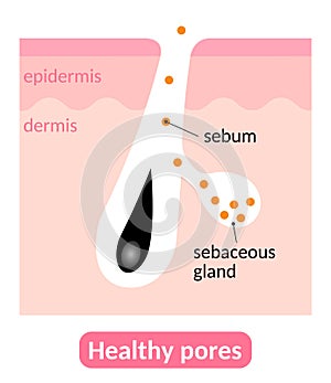 Healthy pores and sebum. sebaceous glands produce right amount of sebum,which keeps the skin great condition. Skin care concept