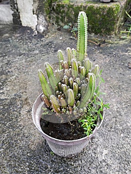 Healthy potted cactus plant outdoors in sunlight