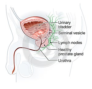 Healthy prostate with bladder, urethra and seminal vesicle, medical illustration