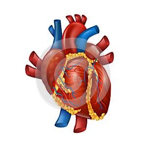 Healthy Realistic Human Heart Vector Illustration