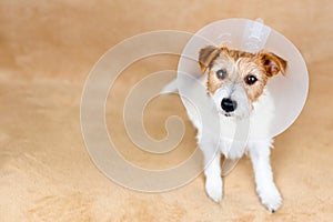Healthy recovering dog wearing funnel collar after spaying surgery photo