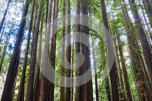 Healthy Redwood Trees in Northern California