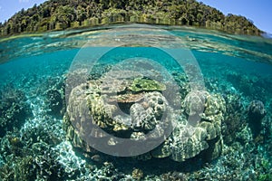 Healthy Reef-Building Corals in Raja Ampat