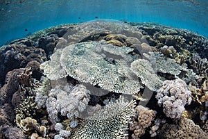 Healthy Reef in Shallows