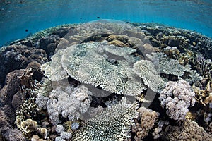 Healthy Reef in Shallows photo