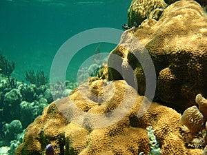 Healthy reef xcalak II photo