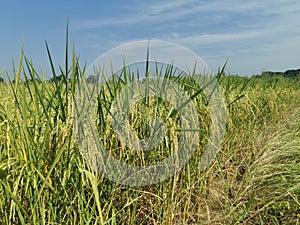 healthy rice panicle in production field