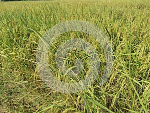 healthy rice panicle in production field