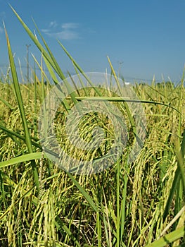 healthy rice panicle in production field