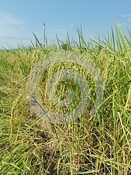 healthy rice panicle in production field