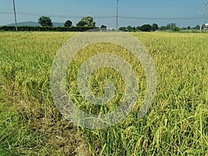 healthy rice panicle in production field