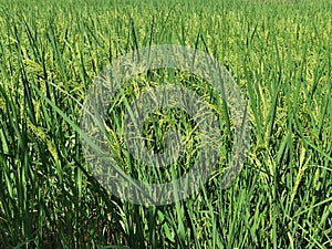 healthy rice panicle in production field