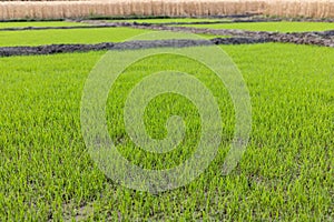 Healthy rice seedlings in the field