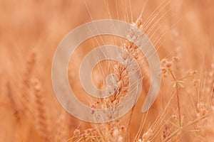 Healthy ripe ear of wheat in cultivated field with some weed in the background