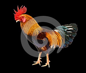 Healthy Rooster