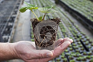 Healthy, rooted strawberry plug plant held in a hand photo