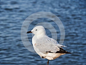 Healthy Seagull Perched on One Leg Beside Ocean