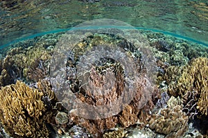 Healthy, Shallow Coral Reef