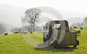 Healthy sheep and livestock, Idyllic Rural, UK