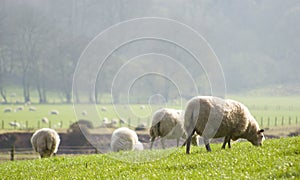 Healthy sheep and livestock, Idyllic Rural, UK