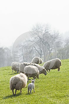 Healthy sheep and livestock, Idyllic Rural, UK