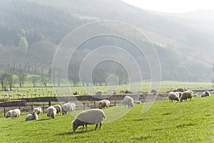 Healthy sheep and livestock, Idyllic Rural, UK