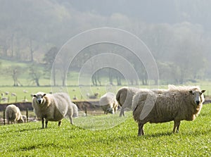 Healthy sheep and livestock, Idyllic Rural, UK