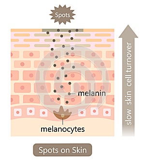 healthy skin cell turnover illustration. shedding dead skin cells and replacing them with younger cells. Beauty skin care concept