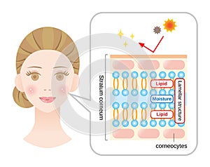 Healthy skin diagram with woman face. structure of stratum corneum and lamellar structure, which play the protective role for skin