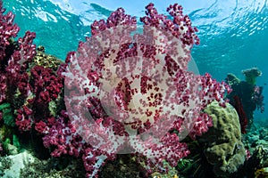 Healthy Soft Corals in Raja Ampat