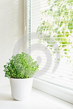 A healthy soleirolia plant in a white ribbed pot on a windowsill, with soft natural light enhancing its lush foliage