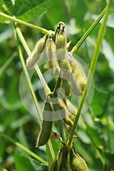 Healthy Soybeans on Green Background