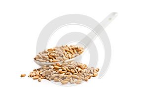 Healthy spelt grains