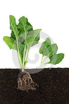 Healthy Spinach Vegetable Plant Growing in Soil