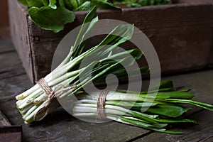 Healthy spring crop of wild leak or ramson herb leaves