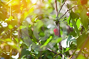 Healthy sweet cherries on tree in summer day