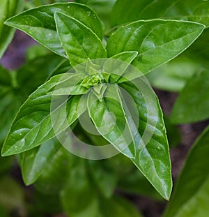 A healthy, sweet, Genovese basil plant growing organically in a