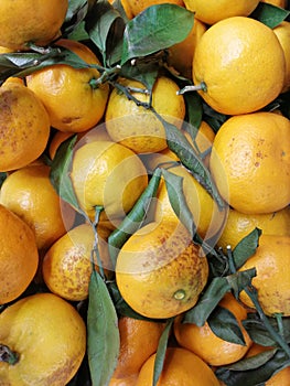 Healthy tangerines with leaves. Fruits close up