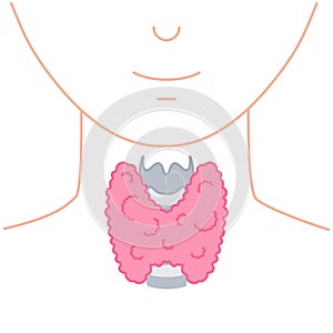 Healthy thyroid gland on neck silhouette diagram