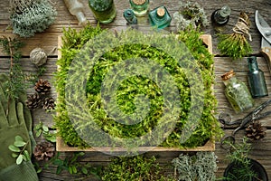 Healthy tinctures and oil bottles, wooden box of healthy common haircap moss, lichen, moss, juniper, pine cones on wooden table.