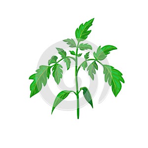 Healthy tomato plant branch or green leavf isolated on white. realistic vector illustration. vegetable plant icon for