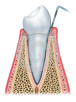 The healthy tooth