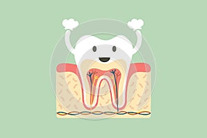 Healthy tooth anatomy is fun