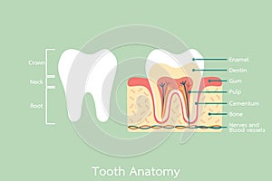 Healthy tooth anatomy with word