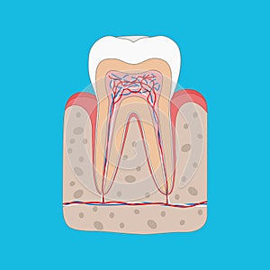 Healthy tooth diagram, Tooth cross section and anatomy of healthy gum. Medical dental poster illustration in flat design