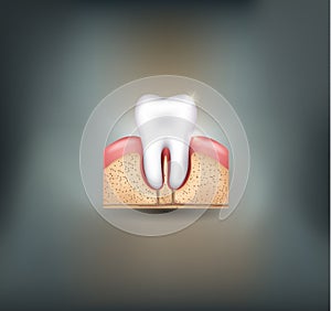Healthy tooth, gums and bone