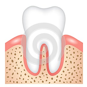 Healthy tooth, gums and bone illustration. dental health concept