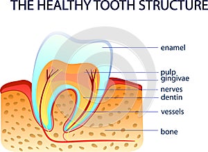 THE HEALTHY TOOTH STRUCTURE