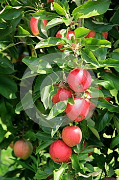 Healthy tree laden with seasonal crop of apples